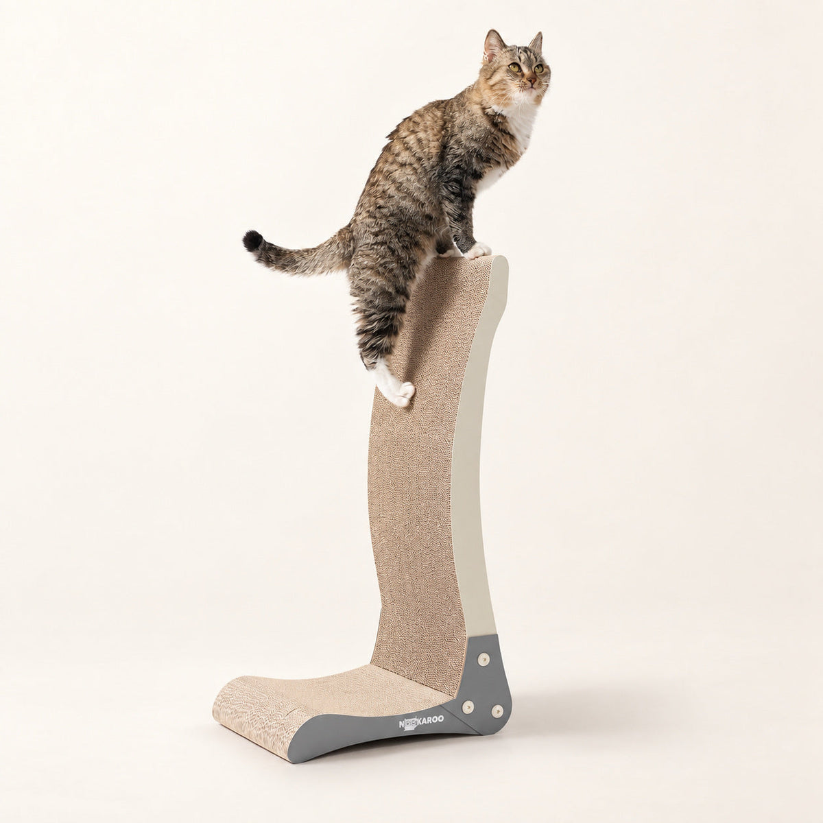 Curious tabby cat calmly exploring a new Nookaroo cardboard scratcher