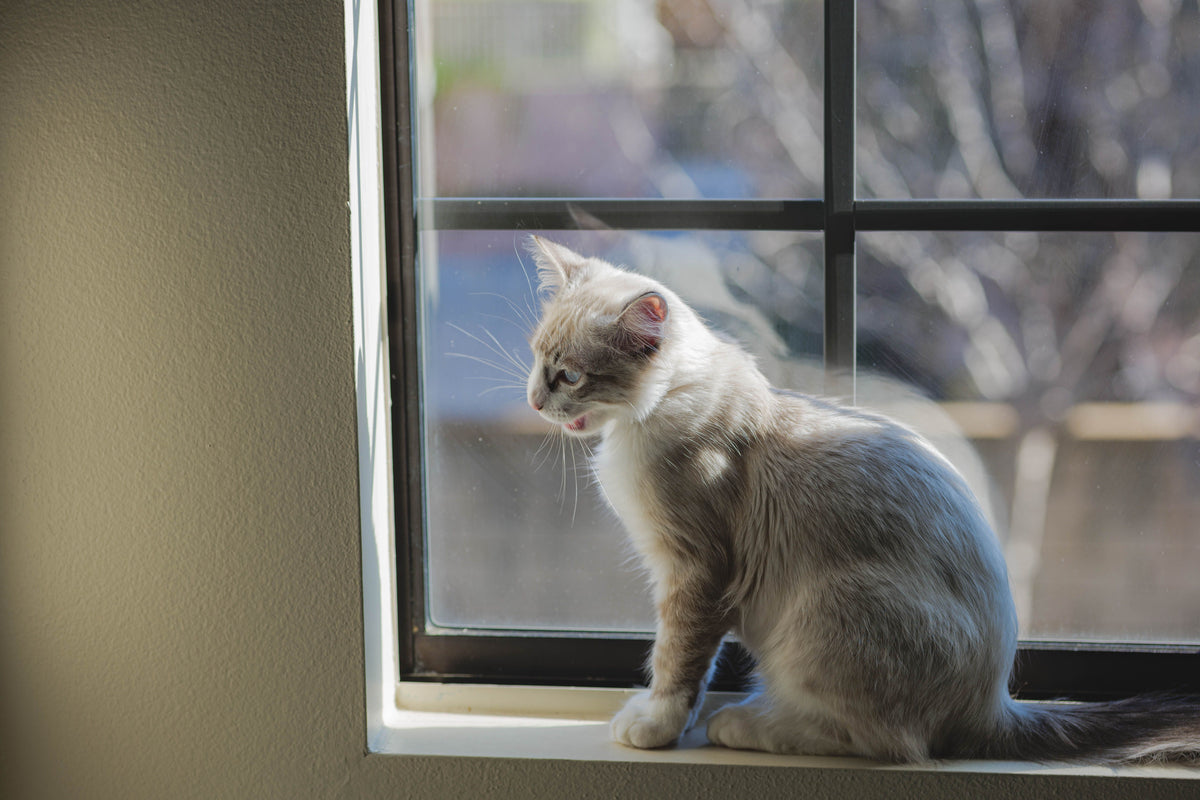Fluffy cat sitting on an indoor windowsill in soft daylight