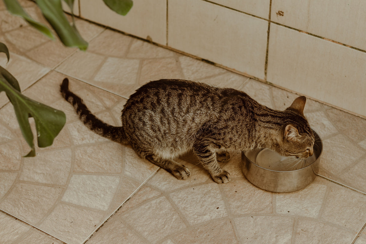 Brown tabby cat drinking fresh water from a stainless-steel bowl indoors
