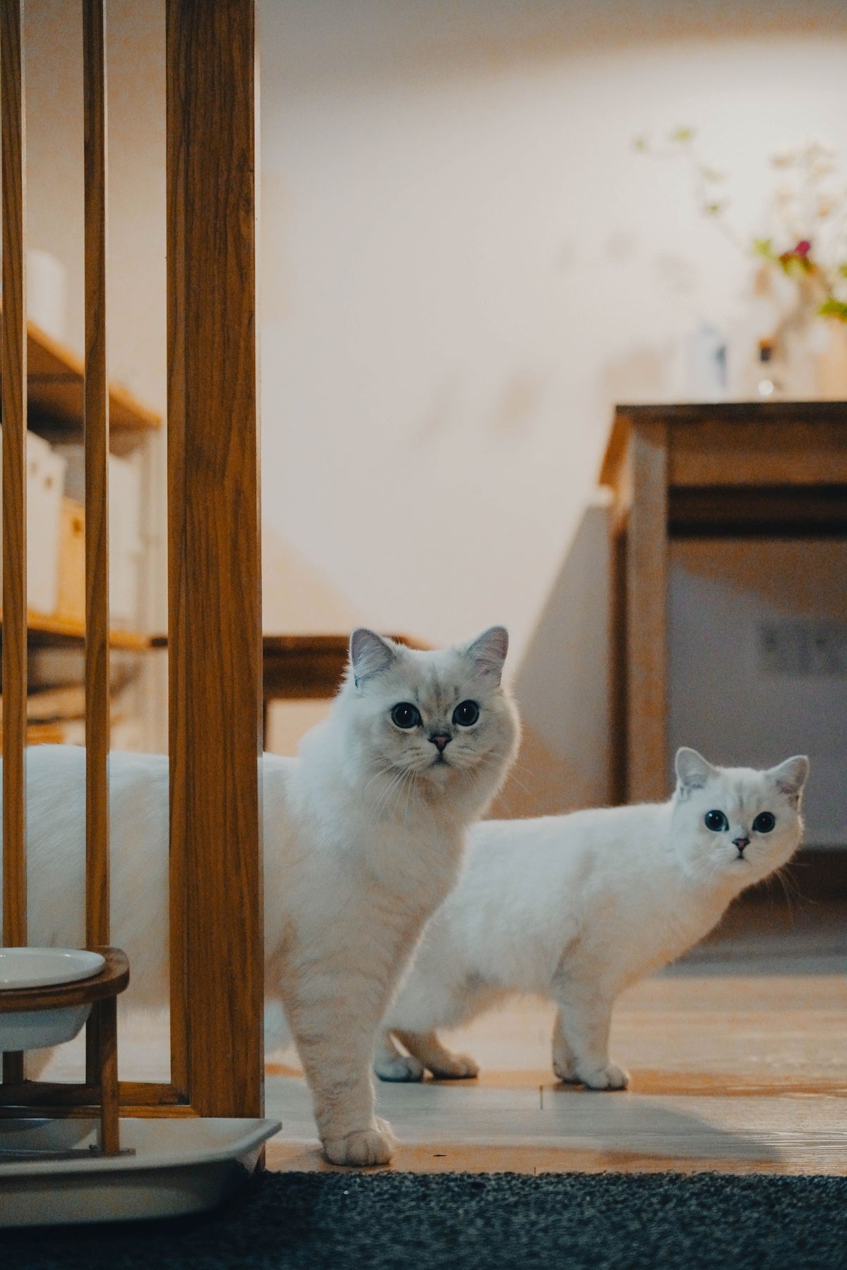 Indoor cat exploring an enrichment activity in a bright home