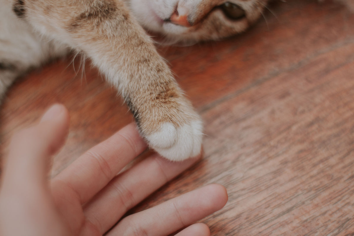 Close-up of a relaxed cat gently touching a human hand with its paw