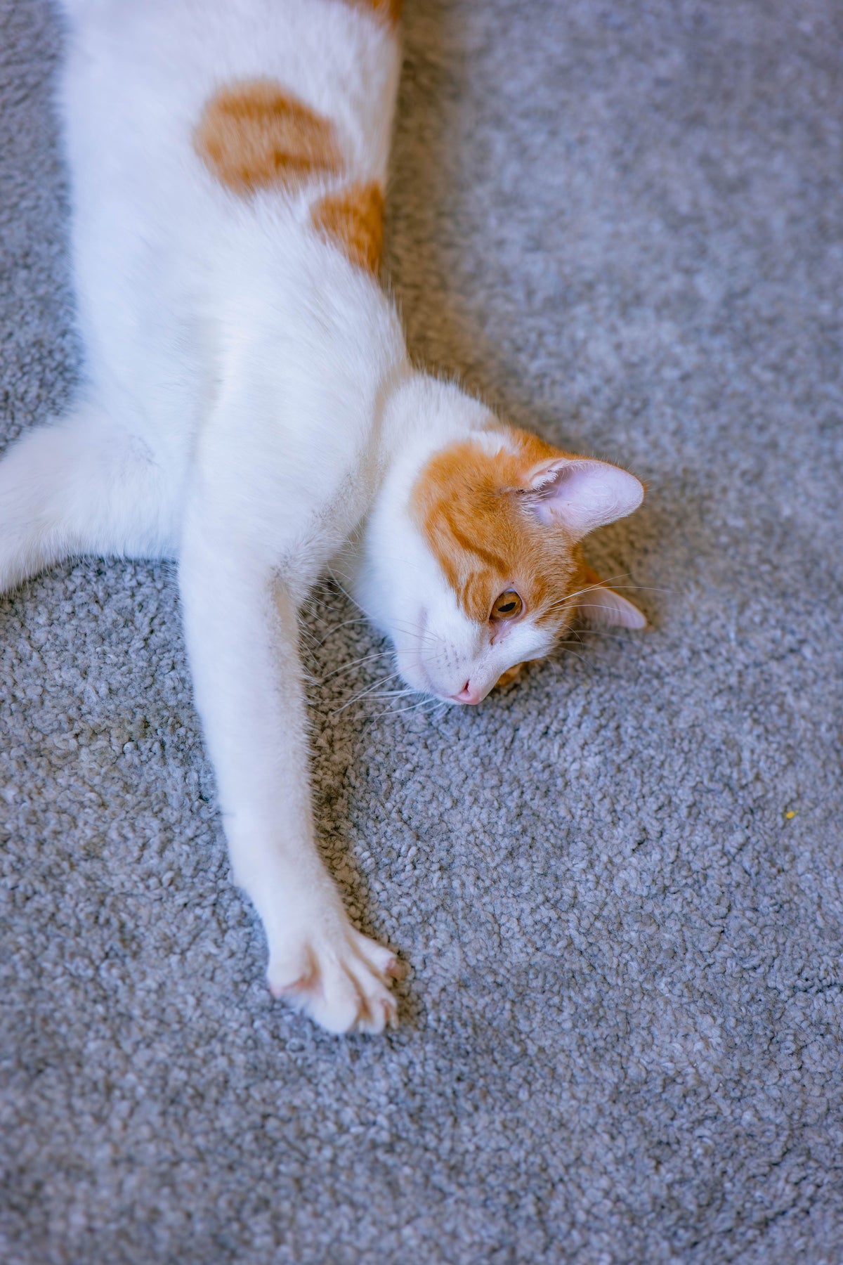 Orange and white cat stretching its front paw on a soft gray rug