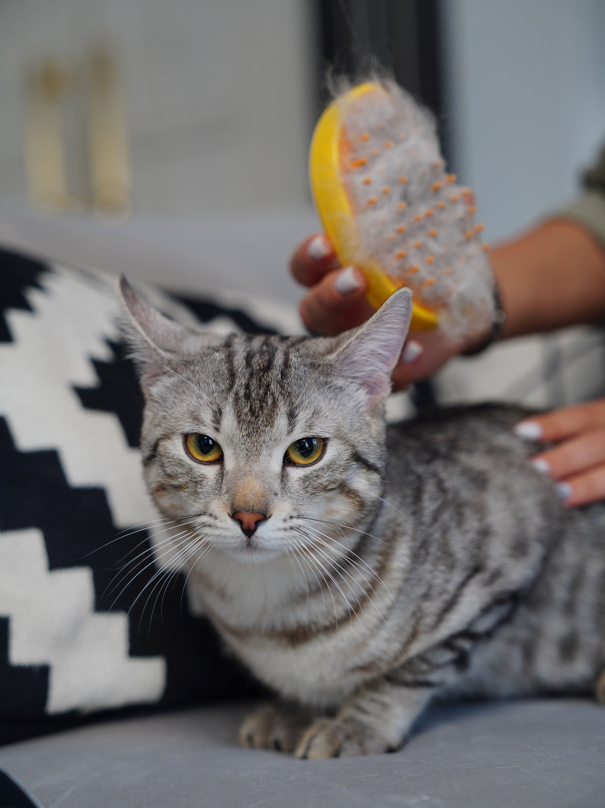 Long-haired cat being gently groomed with a brush at home