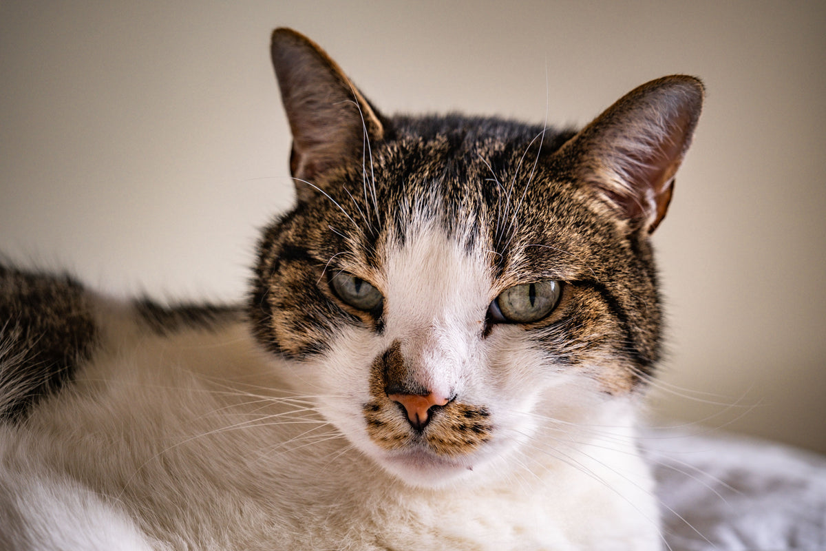 Alert tabby cat showing expressive ears, eyes, whiskers, and tail