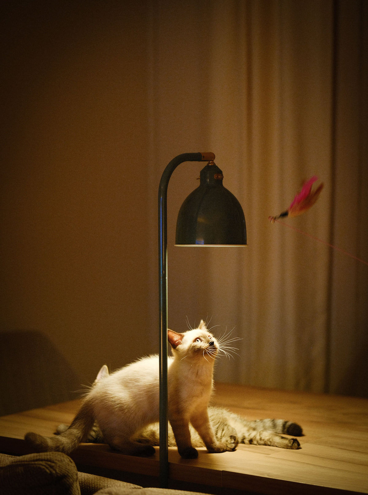 Playful cat running through a softly lit room at home