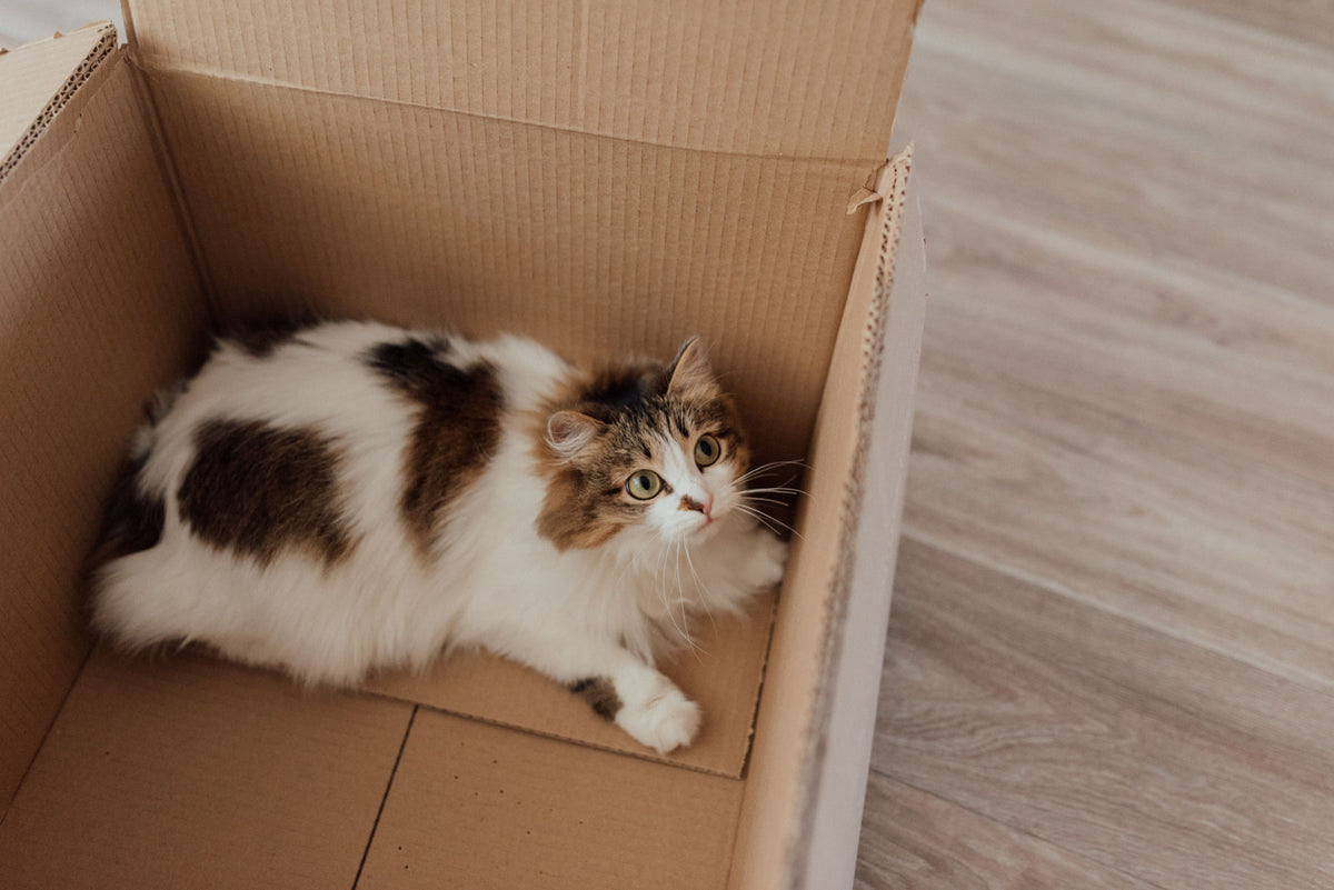 Fluffy cat resting inside a plain cardboard box on a light wooden floor
