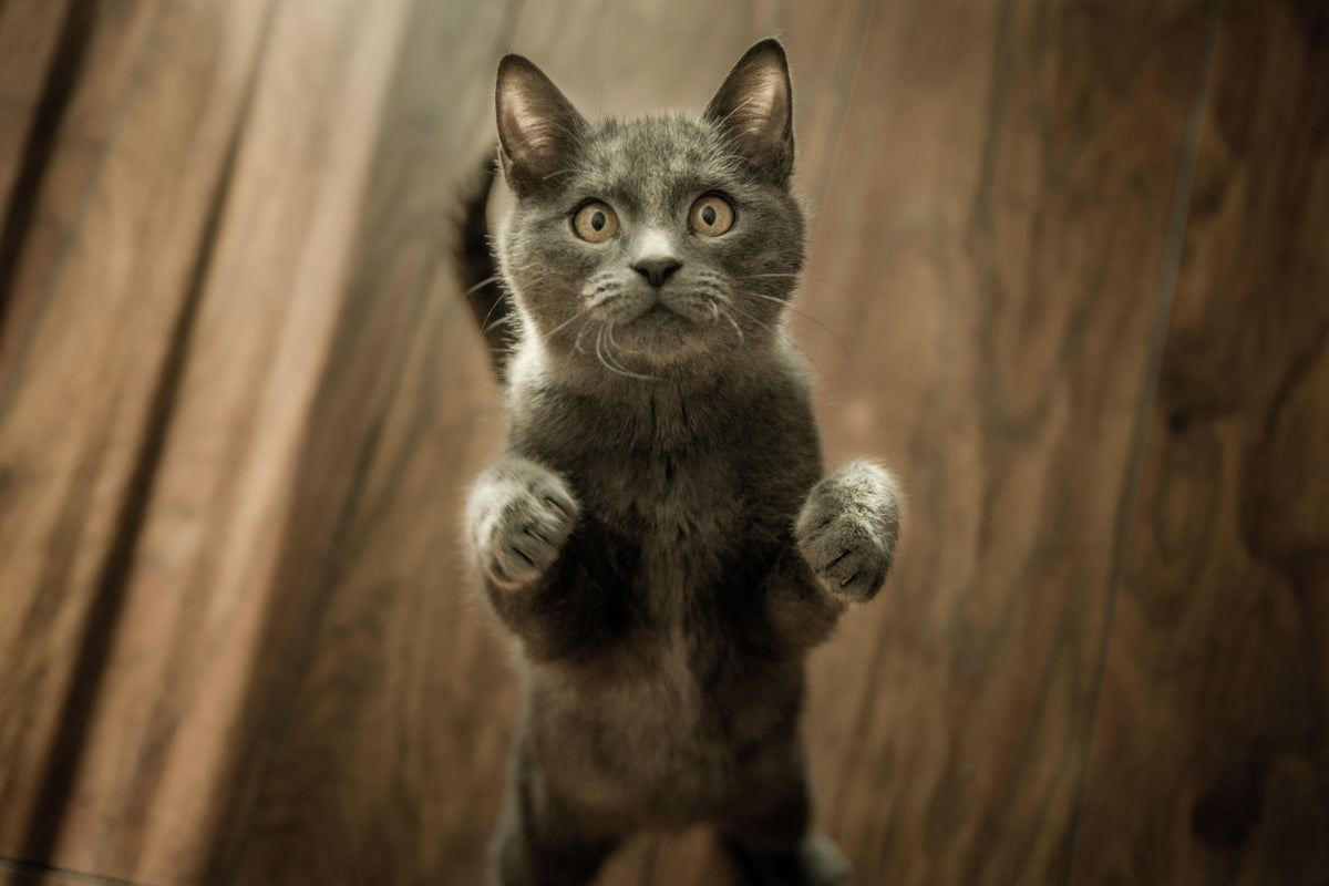 Gray cat standing upright with its front paws raised on a wooden floor