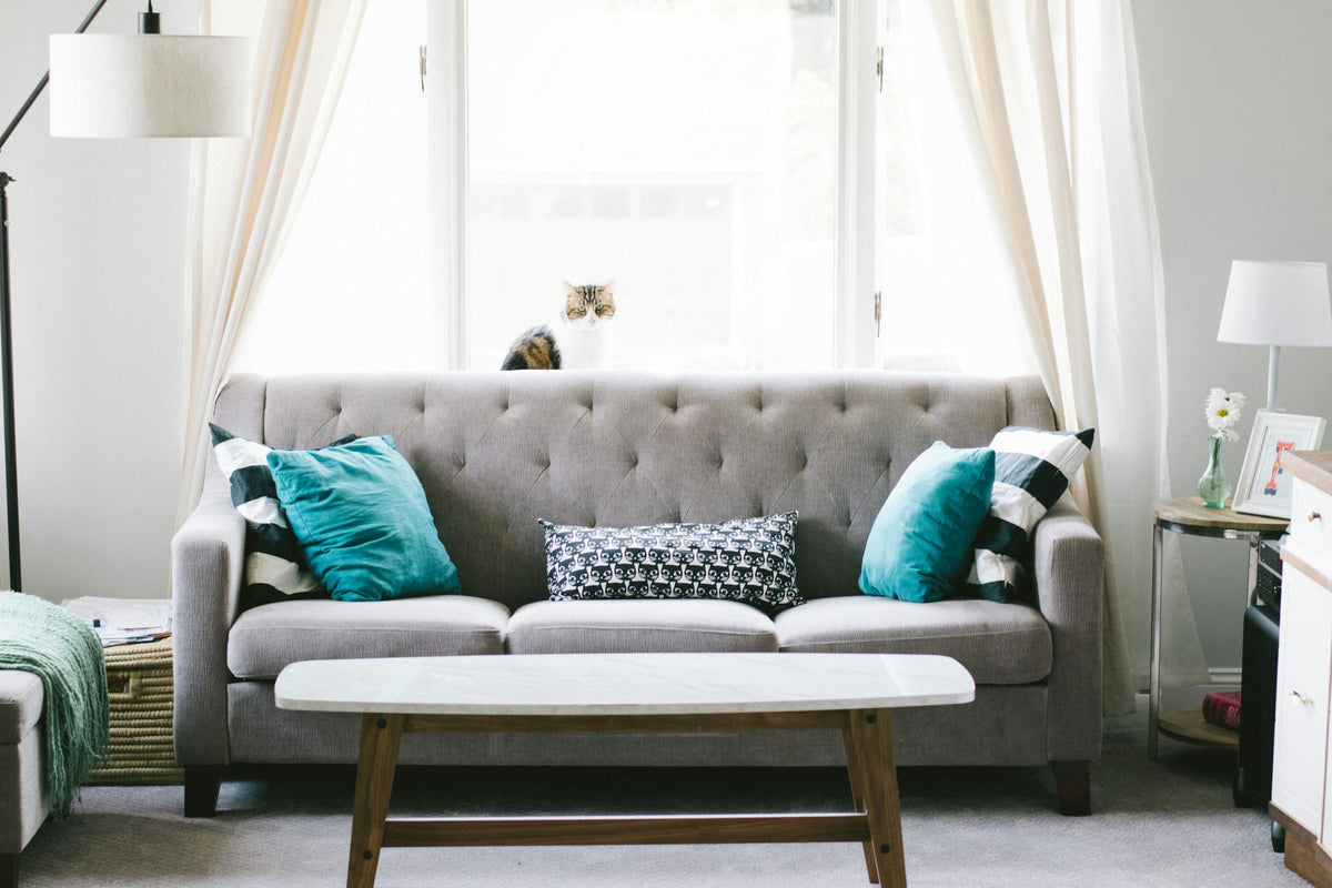 Bright living room with a gray sofa and a cat sitting by the window
