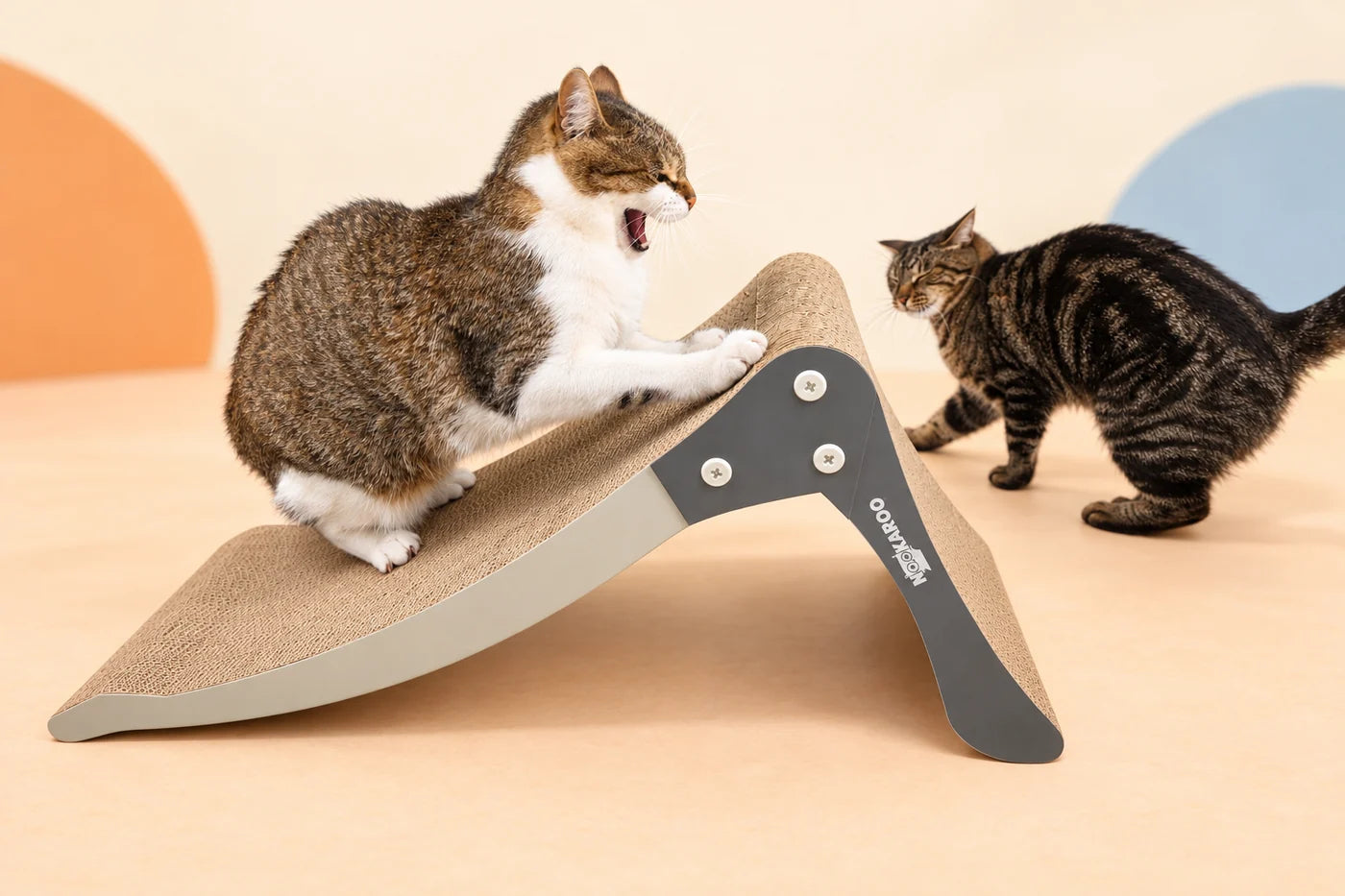 Two cats gathered around the Bennu scratcher during an early Nookaroo photo day