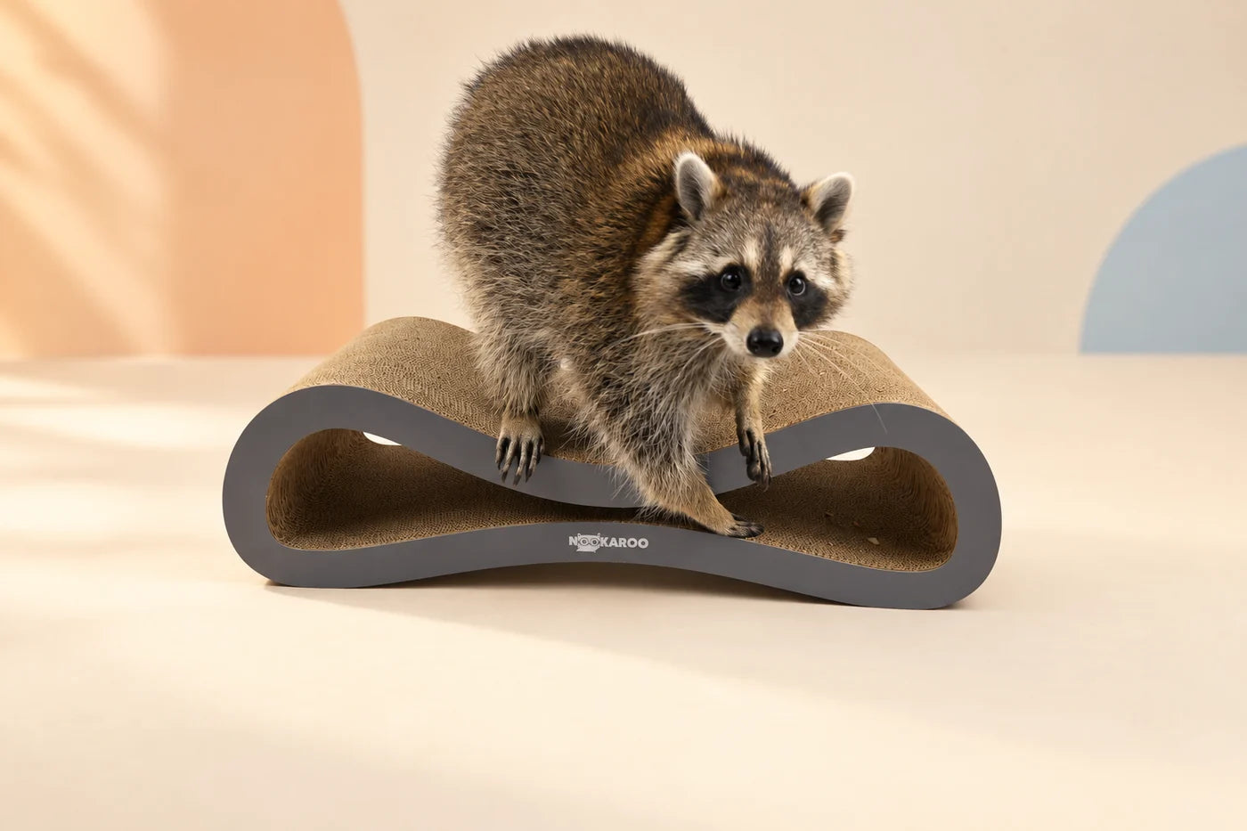 A raccoon perched on the Agatha scratcher during a Nookaroo family photo day