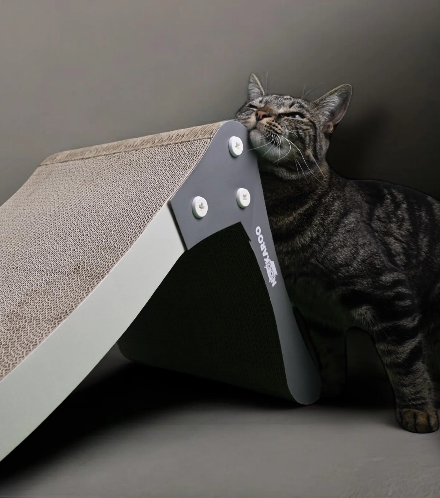 Tabby cat rubbing its cheek against Bennu’s curved edge