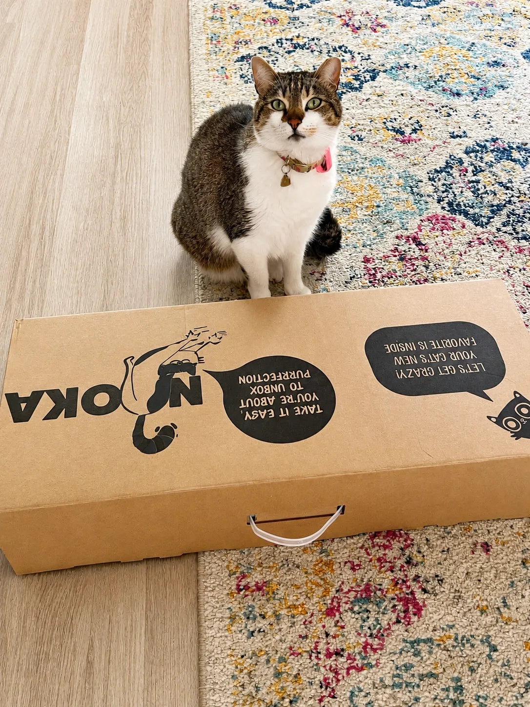 Tabby-and-white cat waiting beside a Nookaroo shipping box on a colorful rug
