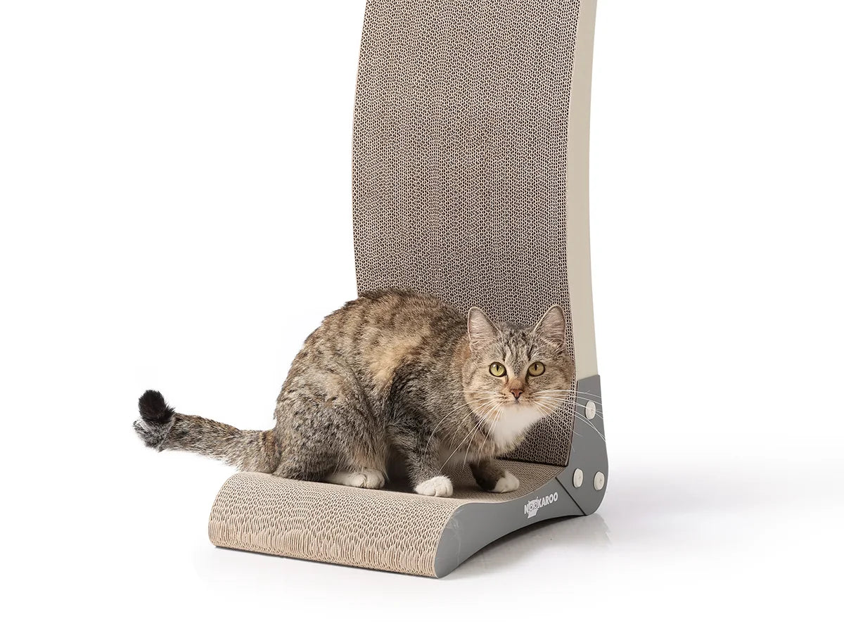 Tabby cat sitting at the base of the tall Bennu scratcher
